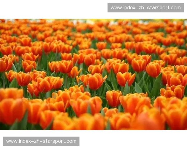 橙色郁金香与阿兹特克雄鹰：一场跨越时空的宿命对决